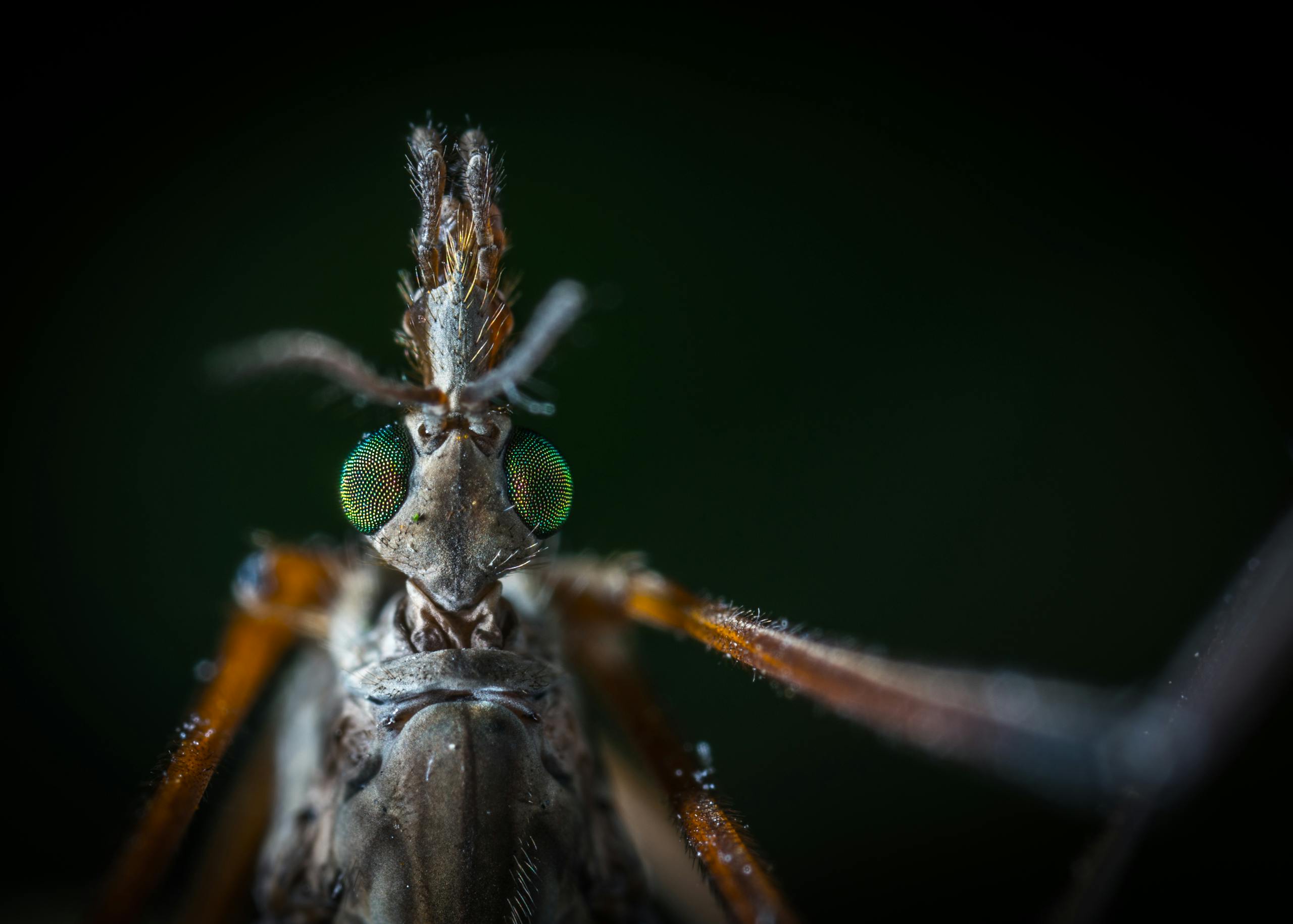 Disease-Carrying Mosquitoes and Their Hybrids Are Expanding Across North America Detailed macro shot revealing the intricate features of a mosquito's head in high detail.