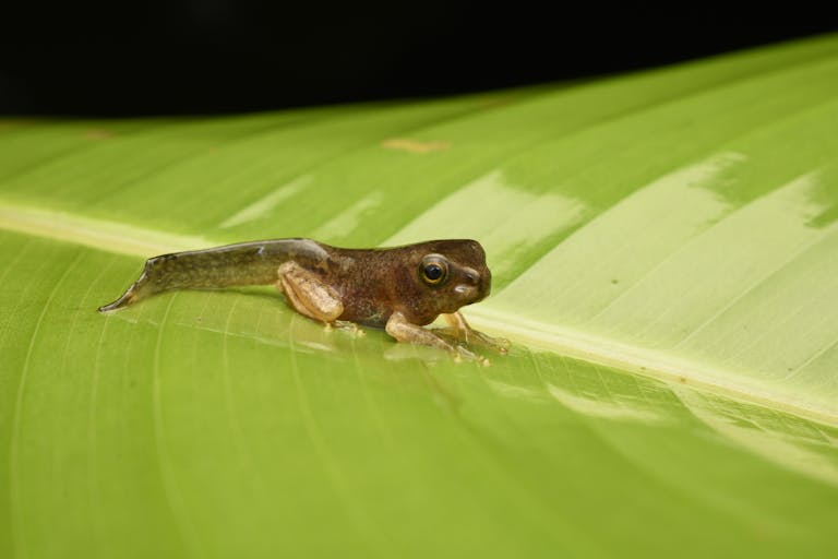 Once Tadpoles Lose Their Lungs, They Never Get Them Back Detailed shot of a frog tadpole resting on a green leaf in its natural habitat.