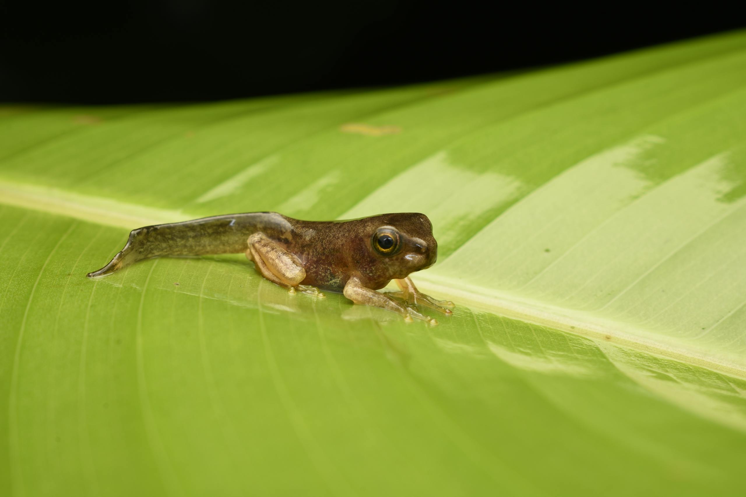 Detailed shot of a frog tadpole resting on a green leaf in its natural habitat.