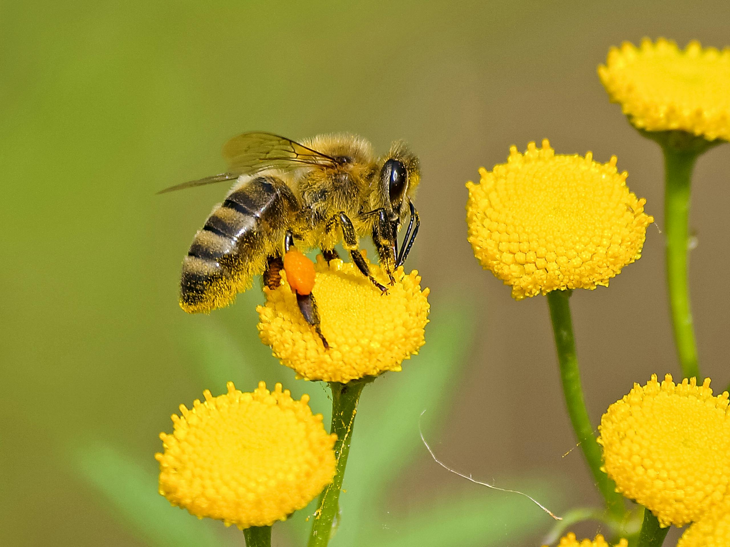 The Hidden Medicine in Honeybee Pollen: How Friendly Bacteria Could Save Bees and Crops Detailed shot of a honeybee pollinating vibrant yellow flowers in nature.