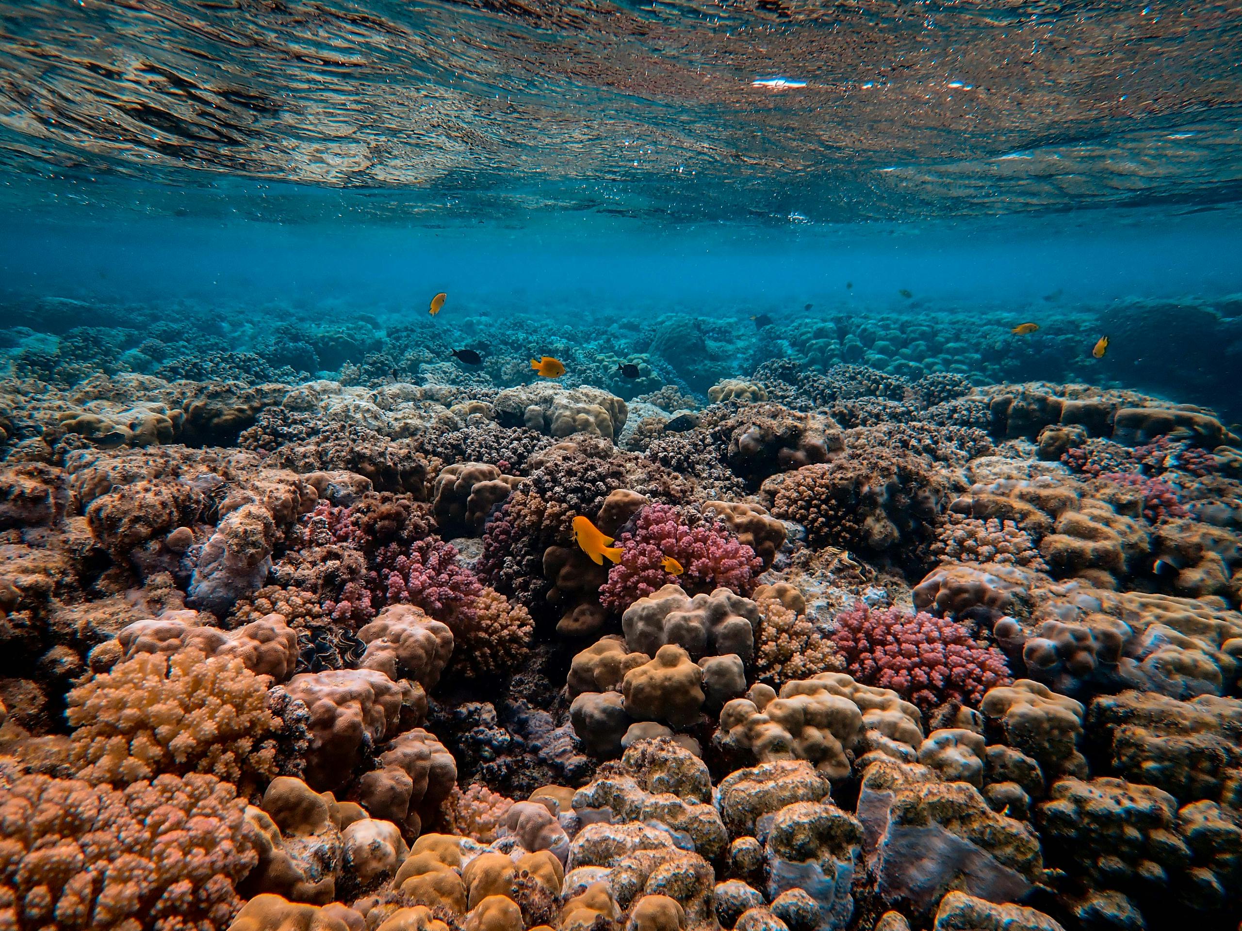 AI Models Offer More Accurate — and Hopeful — Predictions for Coral Reef Futures Explore a breathtaking underwater coral reef, teeming with vibrant marine life and fish.
