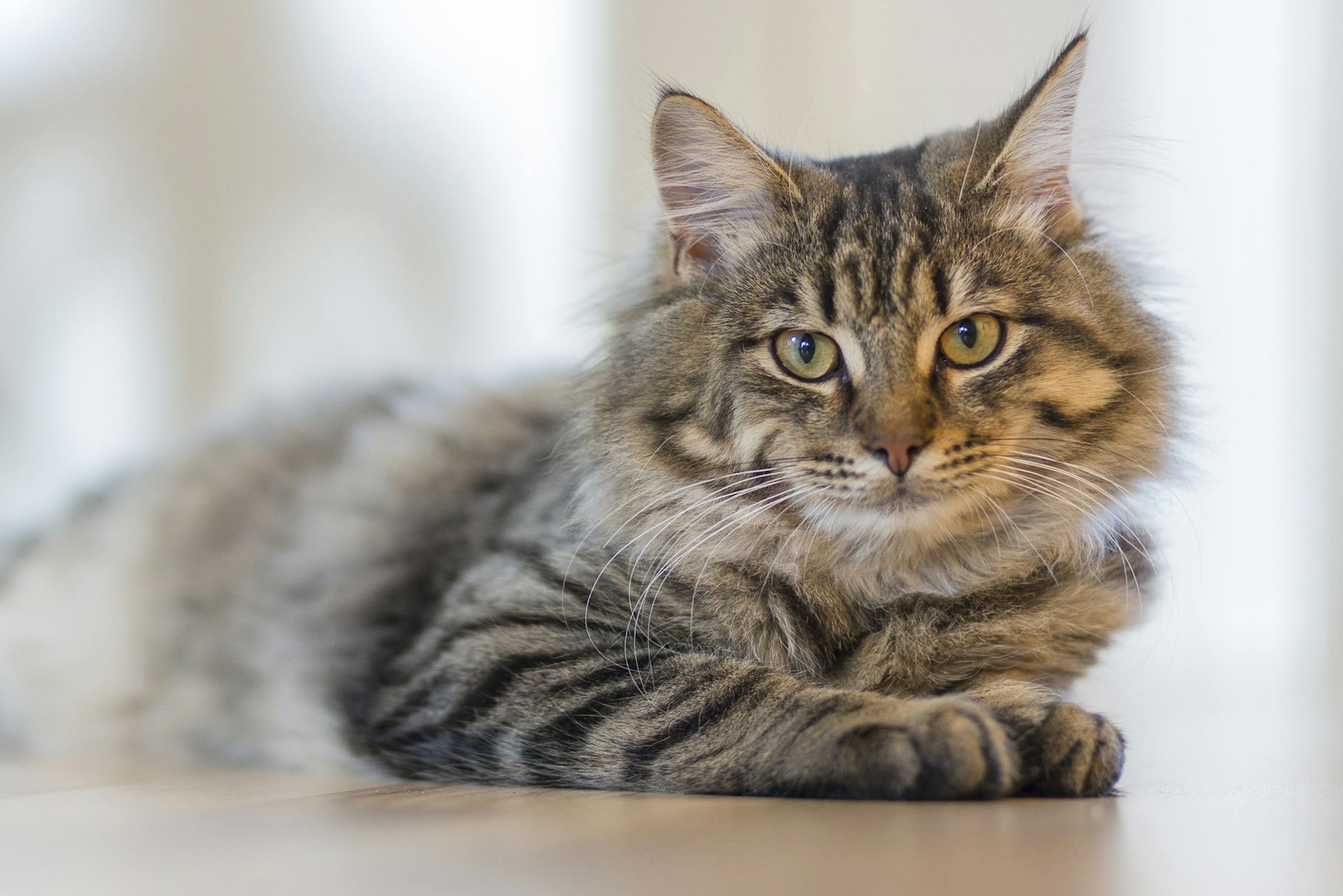 New WSU Test Flags Drugs That Could Be Dangerous for Cats Fluffy tabby cat lounging indoors, exuding calm and curiosity.
