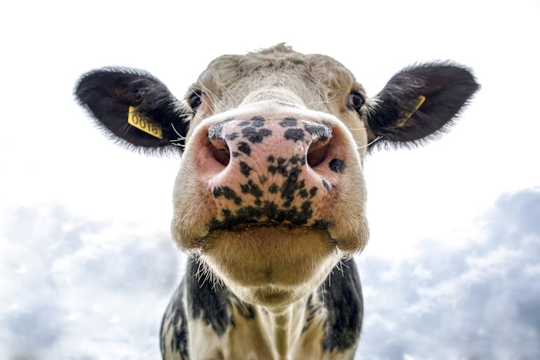 How University of Missouri Researchers Are Helping Farmers Prevent Livestock Losses Through Smarter Composting and Biosecurity Front view of a cow's face on a farm, showcasing its curious expression.