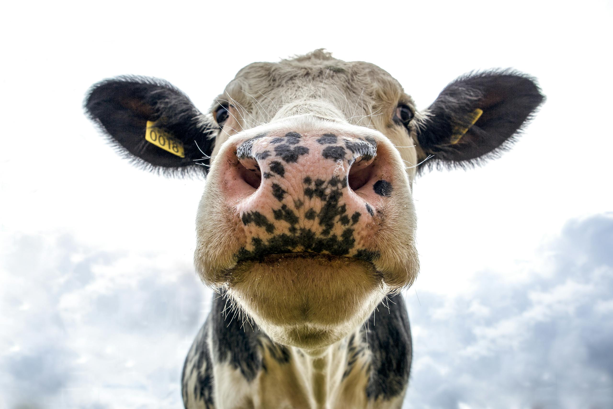 How University of Missouri Researchers Are Helping Farmers Prevent Livestock Losses Through Smarter Composting and Biosecurity Front view of a cow's face on a farm, showcasing its curious expression.