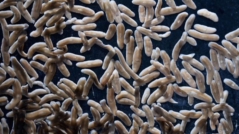 Flatworm Stem Cells Rewrite the Rules of Regeneration