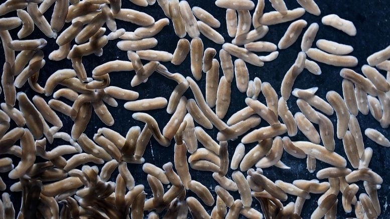 Flatworm Stem Cells Rewrite the Rules of Regeneration Flatworm Stem Cells Rewrite the Rules of Regeneration