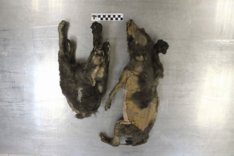 14,000-Year-Old “Puppies” Turn Out to Be Wolves: What Science Just Uncovered