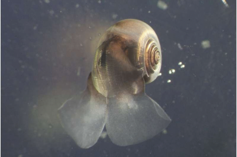 Tiny Ocean Organisms Missing from Climate Models Could Hold the Key to Earth's Carbon Future Tiny Ocean Organisms Missing from Climate Models Could Hold the Key to Earth’s Carbon Future