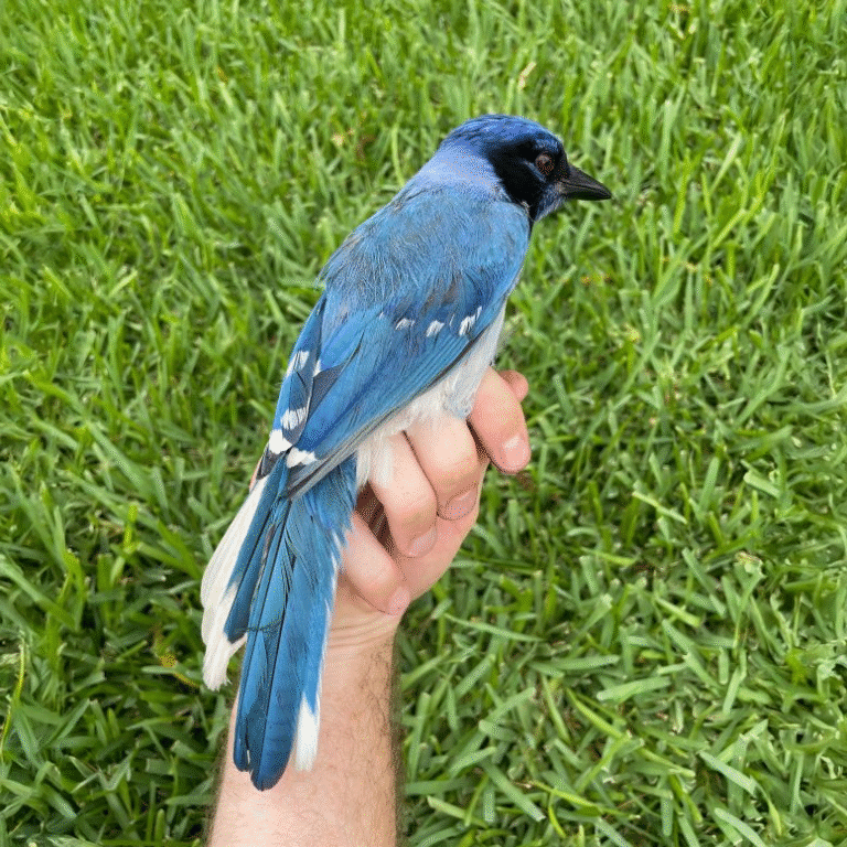 Rare Hybrid Bird Discovered in Texas: A Blue Jay and Green Jay Offspring