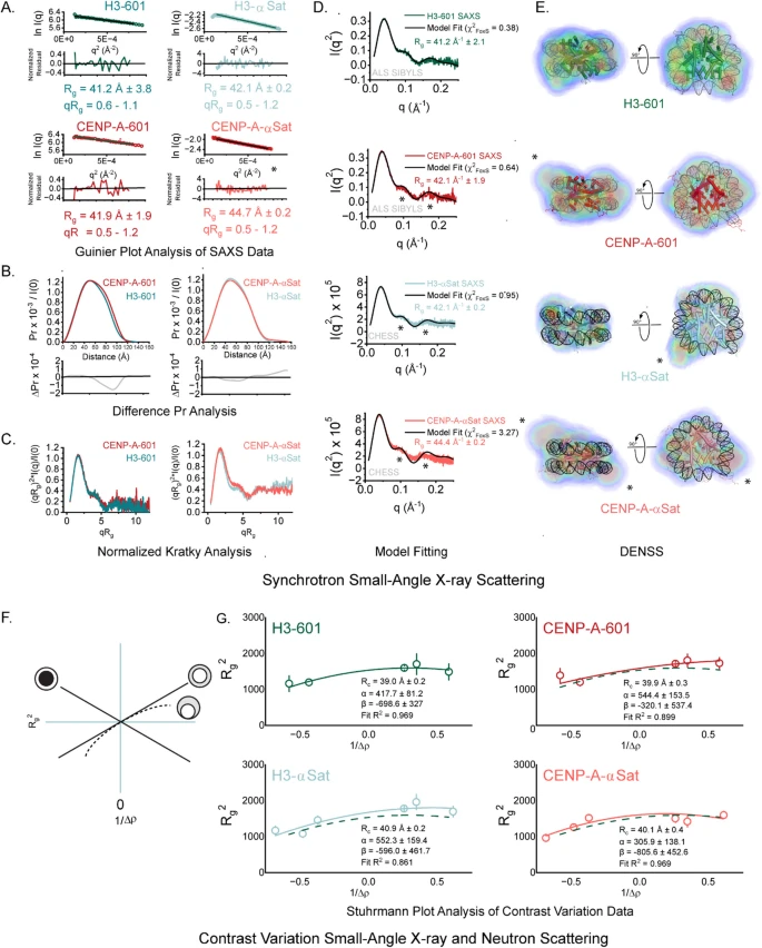 Under Pressure: How Scientists Used a Synchrotron to Reveal Hidden Differences in DNA Packaging Under Pressure: How Scientists Used a Synchrotron to Reveal Hidden Differences in DNA Packaging