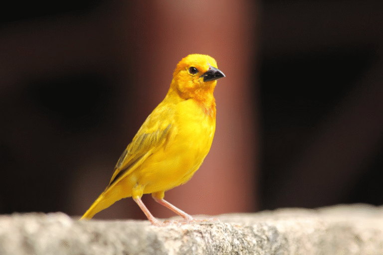 Female Canaries Can Sing Too – New Research Uncovers the Hidden Power of Their Brains Female Canaries Can Sing Too – New Research Uncovers the Hidden Power of Their Brains
