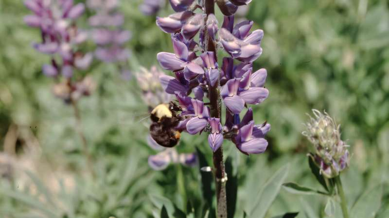 The Franklin Bumble Bee’s Fall: How a Genetic Weakness Sealed Its Fate Long Before Humans Arrived The Franklin Bumble Bee’s Fall: How a Genetic Weakness Sealed Its Fate Long Before Humans Arrived