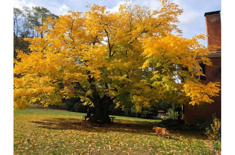 85 Years of Big Tree History Finally Available in One Place 85 Years of Big Tree History Finally Available in One Place