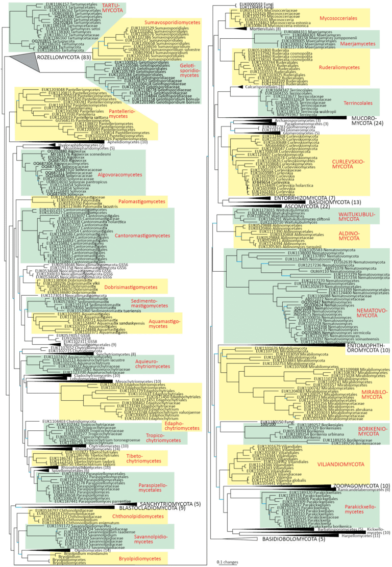 Thirty New Fungal Lineages Discovered Through eDNA Long-Read Sequencing Thirty New Fungal Lineages Discovered Through eDNA Long-Read Sequencing
