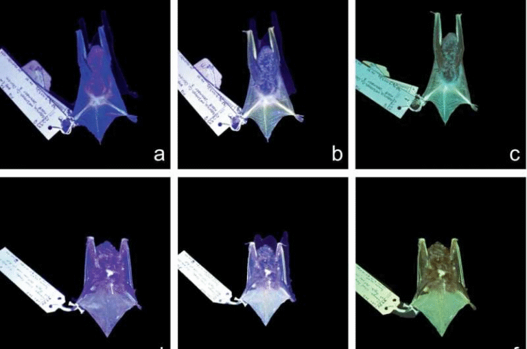 North American Bats Found to Glow Green Under Ultraviolet Light North American Bats Found to Glow Green Under Ultraviolet Light