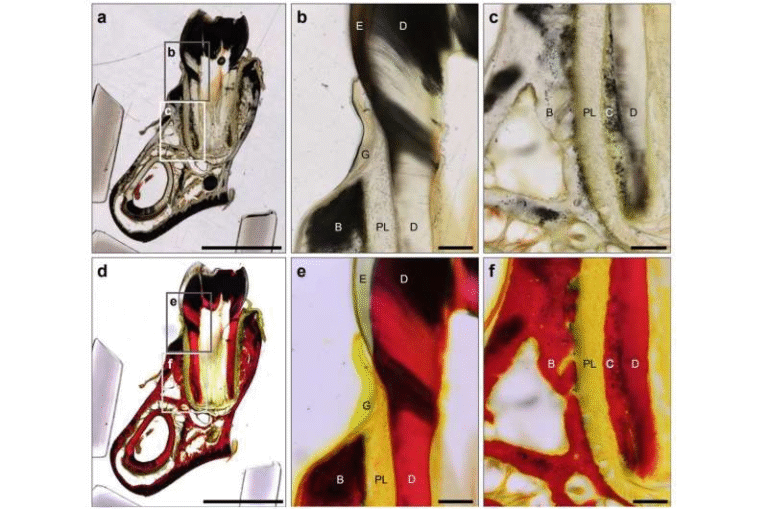 Detecting Ancient Proteins: A New Staining Technique Reveals Collagen Hidden in Fossils