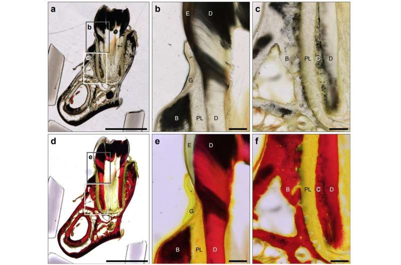 Detecting Ancient Proteins: A New Staining Technique Reveals Collagen Hidden in Fossils Detecting Ancient Proteins: A New Staining Technique Reveals Collagen Hidden in Fossils