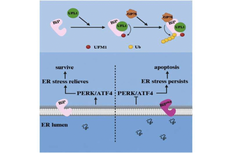 A Protein Modification That Keeps Cells in Balance: How UFMylation of BiP Maintains ER Homeostasis