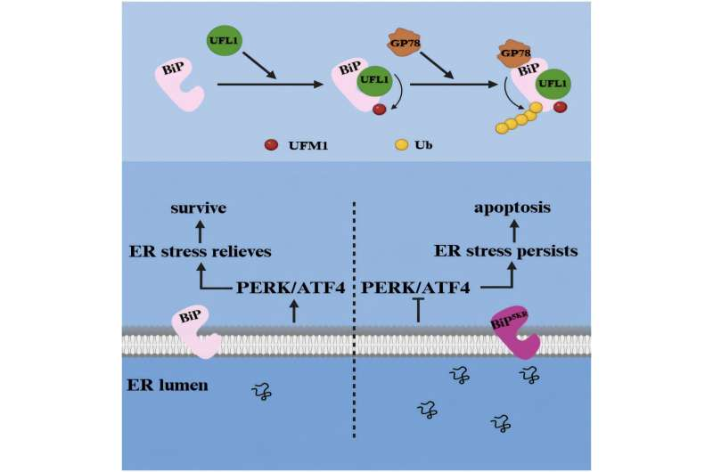 A Protein Modification That Keeps Cells in Balance: How UFMylation of BiP Maintains ER Homeostasis A Protein Modification That Keeps Cells in Balance: How UFMylation of BiP Maintains ER Homeostasis