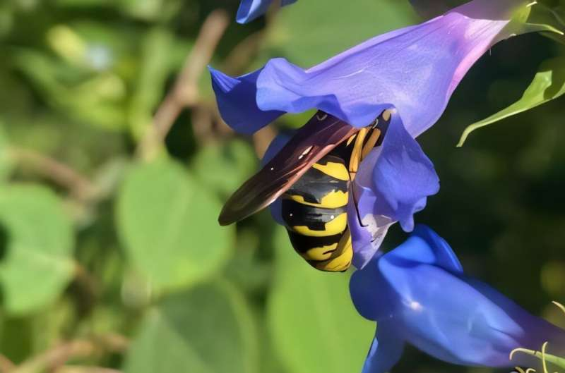 Climate Change on Pikes Peak Is Making Flowers and Pollinators Fall Out of Sync Climate Change on Pikes Peak Is Making Flowers and Pollinators Fall Out of Sync