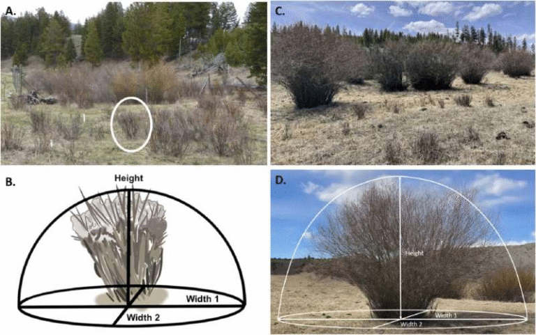 Researchers Reevaluate Yellowstone’s Wolf Reintroduction and the So-Called “Strong” Trophic Cascade Researchers Reevaluate Yellowstone’s Wolf Reintroduction and the So-Called “Strong” Trophic Cascade