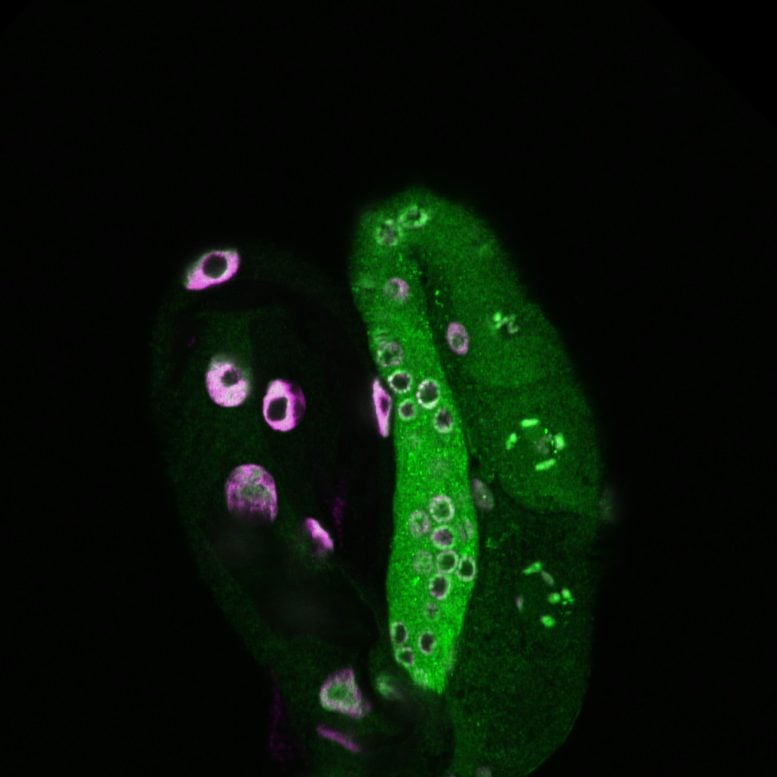 How Parents Pass Longevity to Their Offspring: New Findings in Roundworm Research