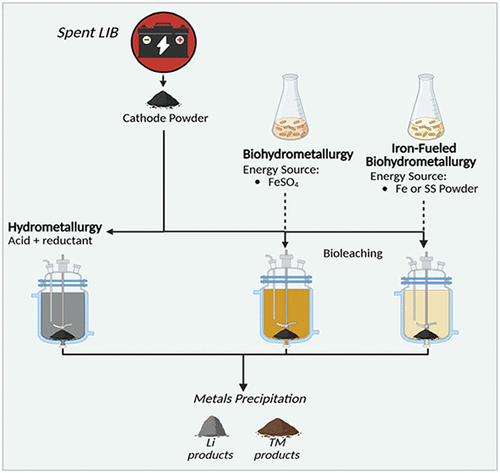 A Bacterium That Eats Battery Waste: The Future of Self-Sufficient Recycling A Bacterium That Eats Battery Waste: The Future of Self-Sufficient Recycling