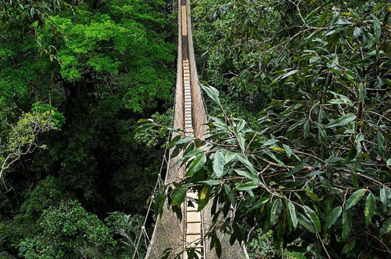 Rainforest Animals Are Using Tourist Walkways: What This Means for Conservation Design Rainforest Animals Are Using Tourist Walkways: What This Means for Conservation Design