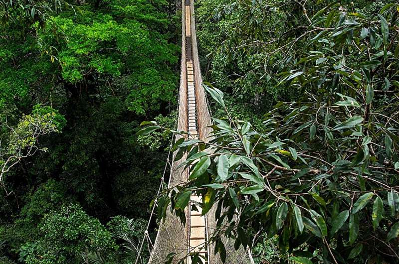Rainforest Animals Are Using Tourist Walkways: What This Means for Conservation Design Rainforest Animals Are Using Tourist Walkways: What This Means for Conservation Design