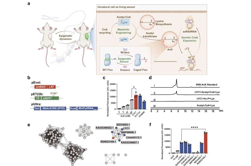 Glowing Amino Acid Sensors Reveal the Hidden Dance of Proteins Inside Living Cells Glowing Amino Acid Sensors Reveal the Hidden Dance of Proteins Inside Living Cells