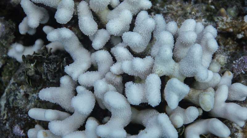 Catastrophic Coral Collapse in Florida: Staghorn and Elkhorn Corals Declared Functionally Extinct