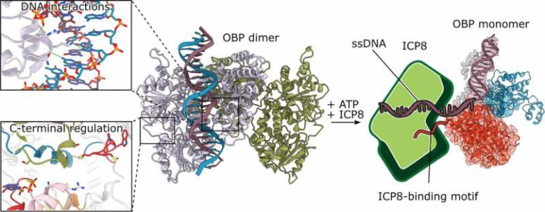 Scientists Map the First High-Resolution Structure of a Key Herpes Virus Protein, Opening Doors to Next-Generation Antivirals Scientists Map the First High-Resolution Structure of a Key Herpes Virus Protein, Opening Doors to Next-Generation Antivirals