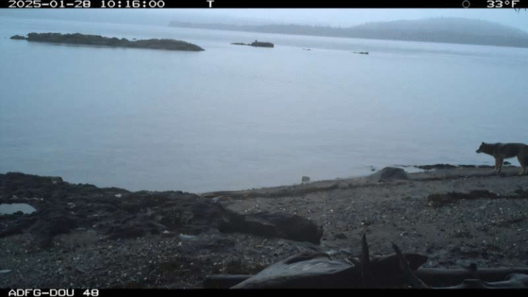 Coastal Gray Wolves Are Hunting Sea Otters — Scientists Are Trying to Understand Why