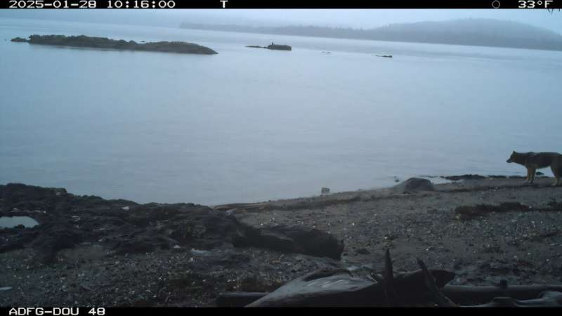 Coastal Gray Wolves Are Hunting Sea Otters — Scientists Are Trying to Understand Why Coastal Gray Wolves Are Hunting Sea Otters — Scientists Are Trying to Understand Why