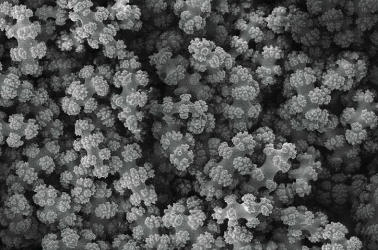 How a Coral Can Instantly Stiffen Its Skeleton – and What It Means for Future Materials How a Coral Can Instantly Stiffen Its Skeleton – and What It Means for Future Materials