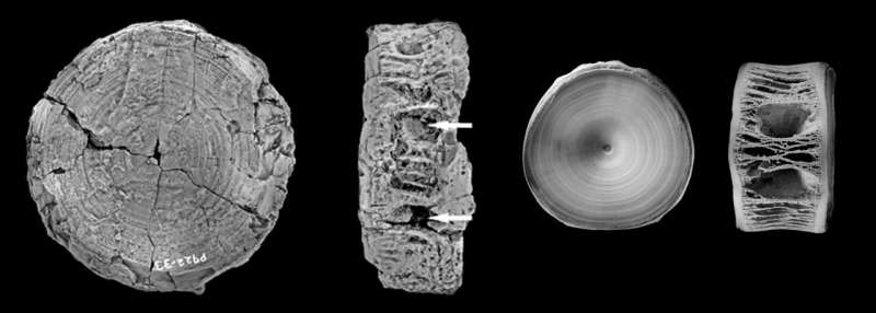 Ancient Shark Fossil Pushes Back the Origin of Giant Predators by 15 Million Years Ancient Shark Fossil Pushes Back the Origin of Giant Predators by 15 Million Years