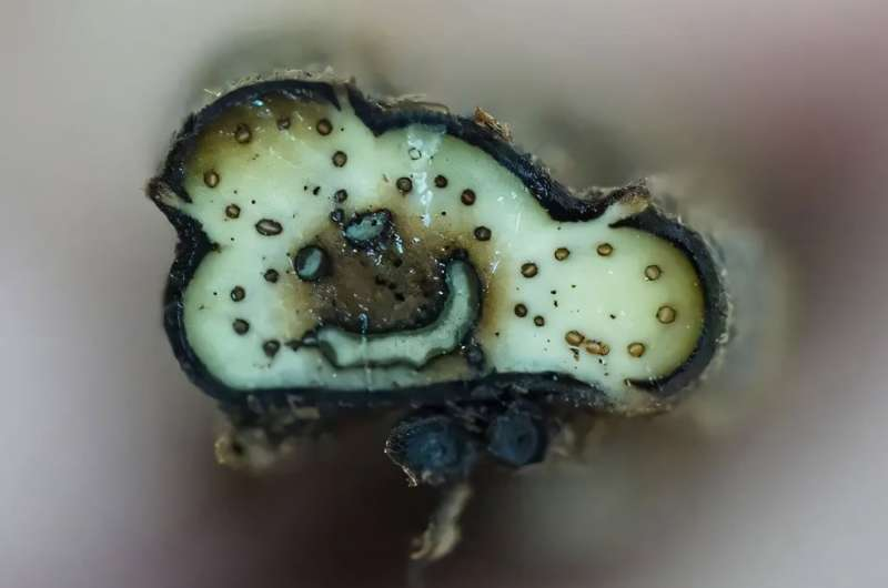 How Leaf Arrangement Shapes the Vascular Patterns Inside Fern Stems