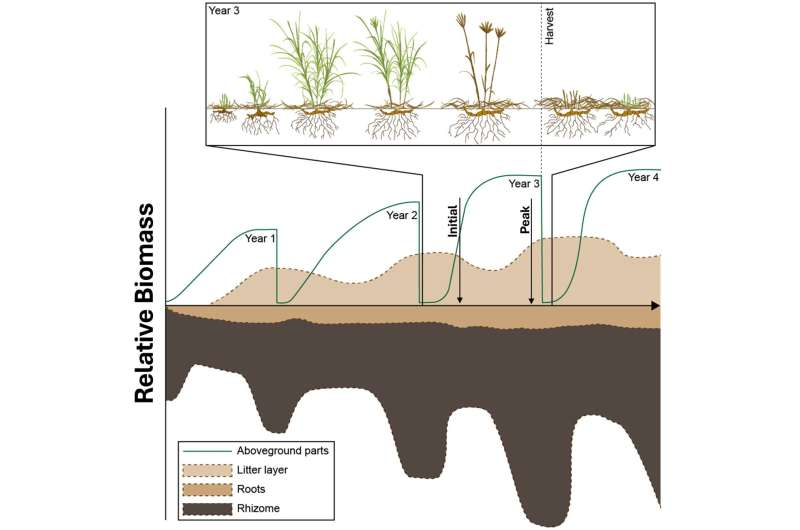 Aboveground Growth, Not Roots, Drives Productivity in Miscanthus × giganteus