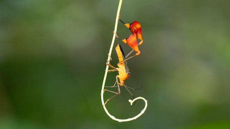 The Matador Bug’s Strange Waving Trick: A Surprising Defense Strategy
