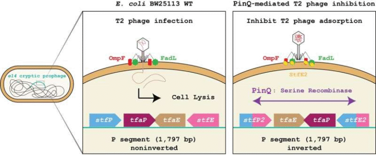 Ancient Viruses Help Bacteria Fight Modern Phage Attacks – A New Layer of Microbial Defense Revealed Ancient Viruses Help Bacteria Fight Modern Phage Attacks – A New Layer of Microbial Defense Revealed