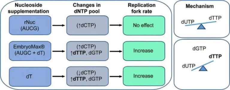 Rethinking How Nucleoside Supplementation Speeds Up DNA Replication Rethinking How Nucleoside Supplementation Speeds Up DNA Replication