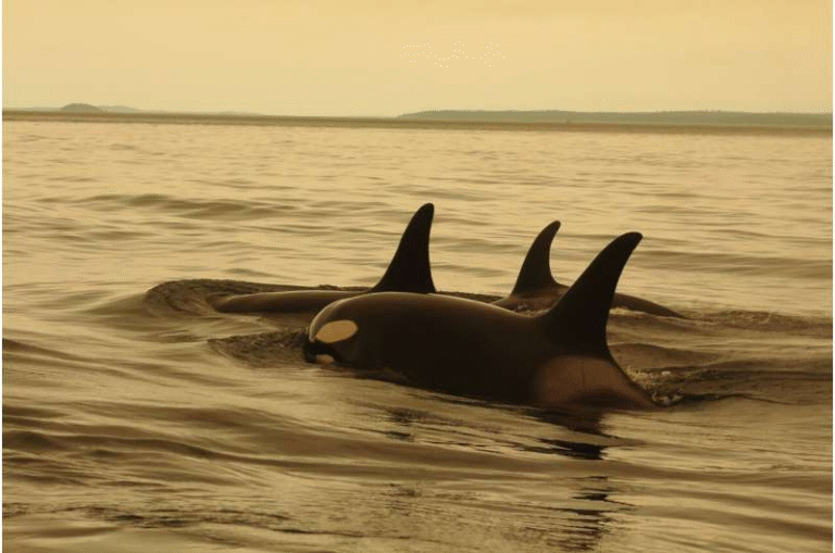 Global Conservation Policy Adopted to Protect Earth’s Old, Wise, and Large Animals Global Conservation Policy Adopted to Protect Earth’s Old, Wise, and Large Animals