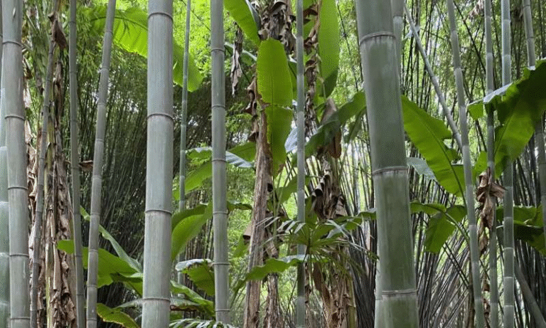 Scientists Uncover Climate-Friendly Powerhouses: The Rise of “Grassy Trees”