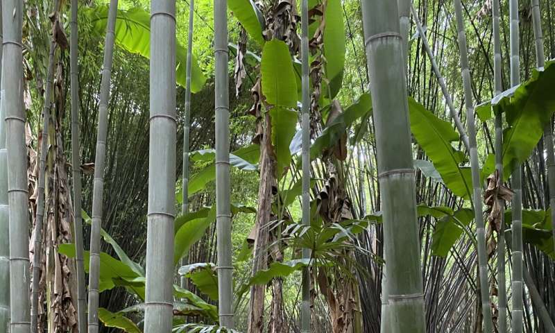 Scientists Uncover Climate-Friendly Powerhouses: The Rise of “Grassy Trees” Scientists Uncover Climate-Friendly Powerhouses: The Rise of “Grassy Trees”