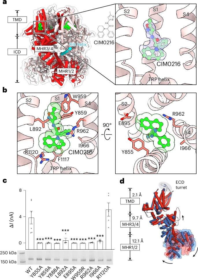 Molecular Snapshots Reveal How Our Bodies Know When It’s Too Hot