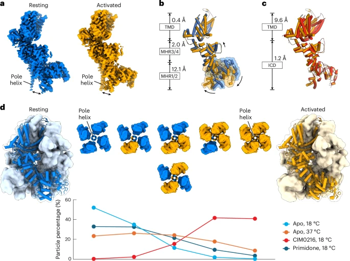 Molecular Snapshots Reveal How Our Bodies Know When It’s Too Hot Molecular Snapshots Reveal How Our Bodies Know When It’s Too Hot