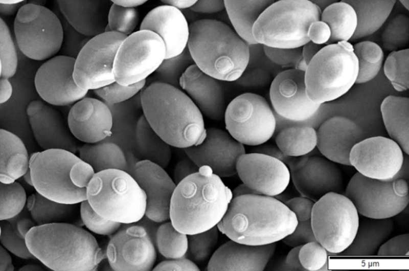 Cross-Organelle Coordination in Yeast Boosts Production of Valuable Plant Compounds Cross-Organelle Coordination in Yeast Boosts Production of Valuable Plant Compounds