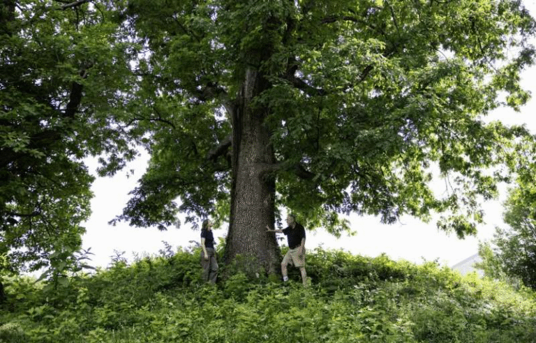 White Oak Genome Sequenced: A Breakthrough for Climate Adaptability and Forest Health