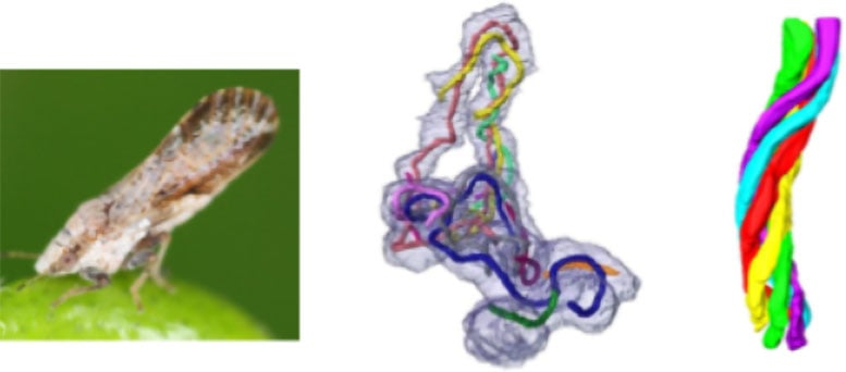 Scientists Discover a Never-Before-Seen Tubular Structure Inside a Symbiotic Bacterium