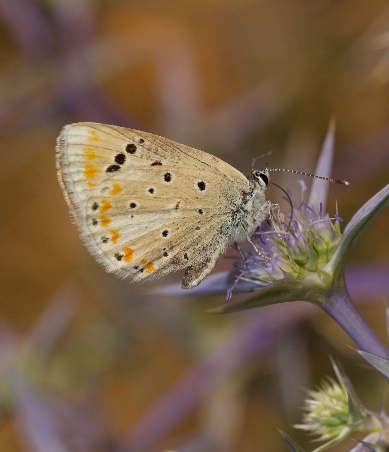 The Atlas Blue Butterfly Holds the Record for the Most Chromosomes on Earth